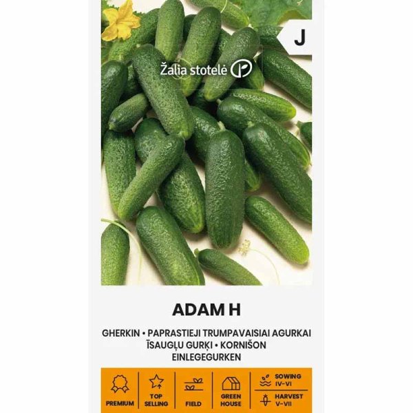 Cucumber 'Adam' H