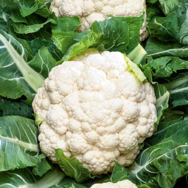 Blumenkohl 'Skywalker'