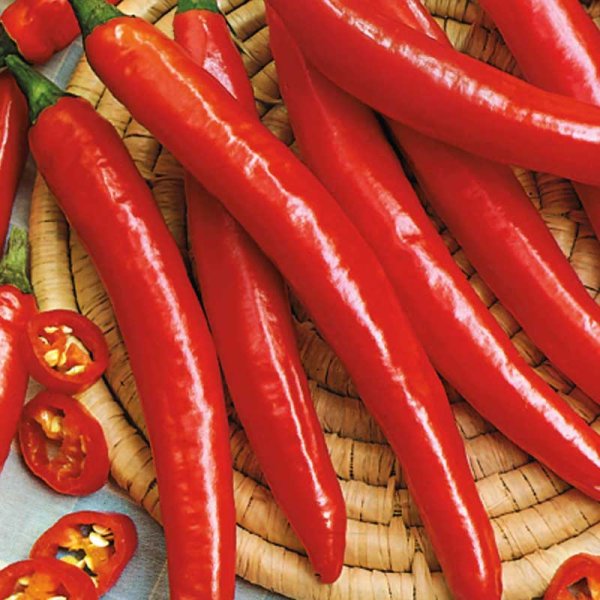Chili 'Ardito' F1