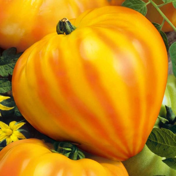 Tomate 'Gourmansun' h