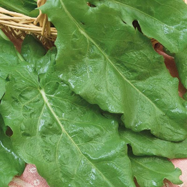 Wiesensauerampfer 'Belleville'