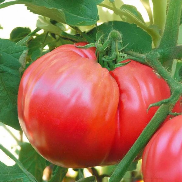 Fleischtomate 'Ciccio'