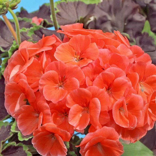 Geranium 'Night Salmon' H