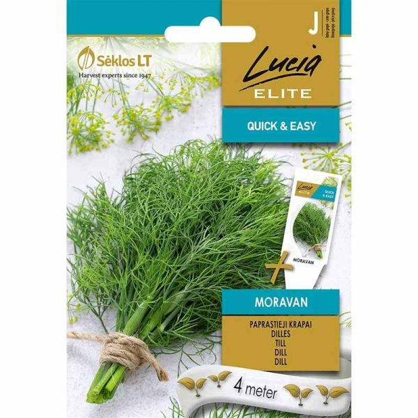 Dill 'Moravan'