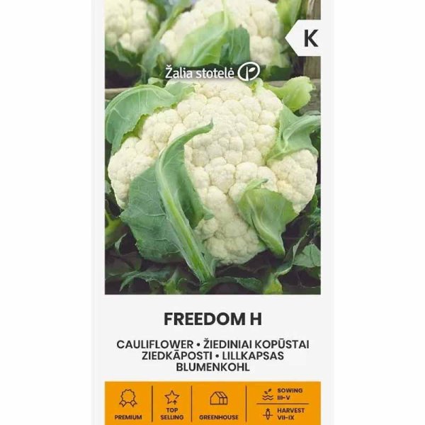 Blumenkohl 'Freedom' H