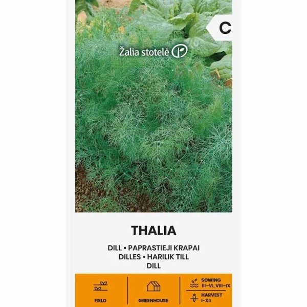 Dill 'Thalia'