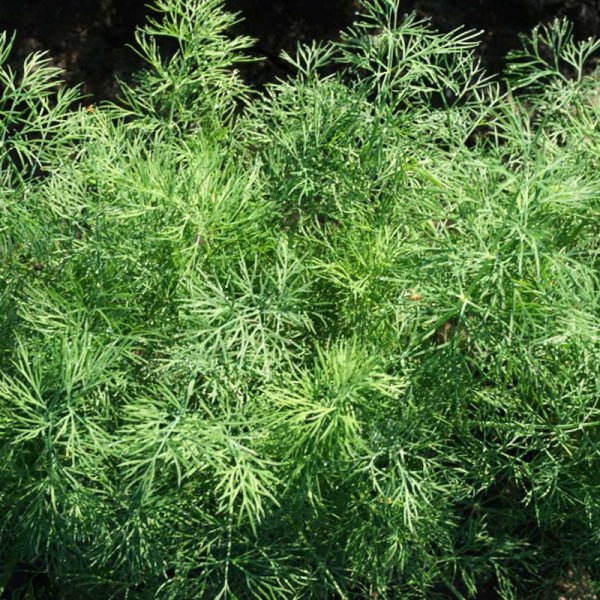 Dill 'Lena'