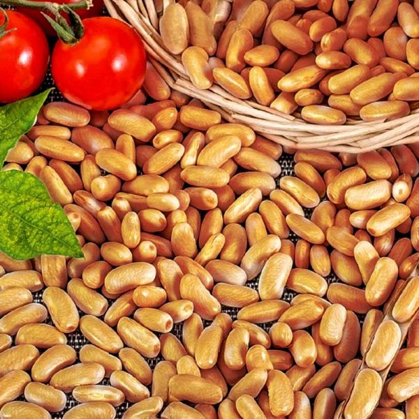 Trockenbohne 'Brown dutch'