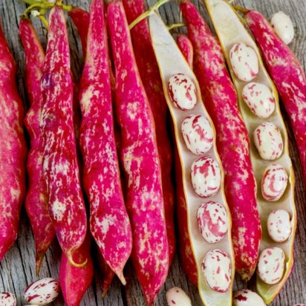 Trockenbohne 'Coco Nain Rose D´Eyrague'