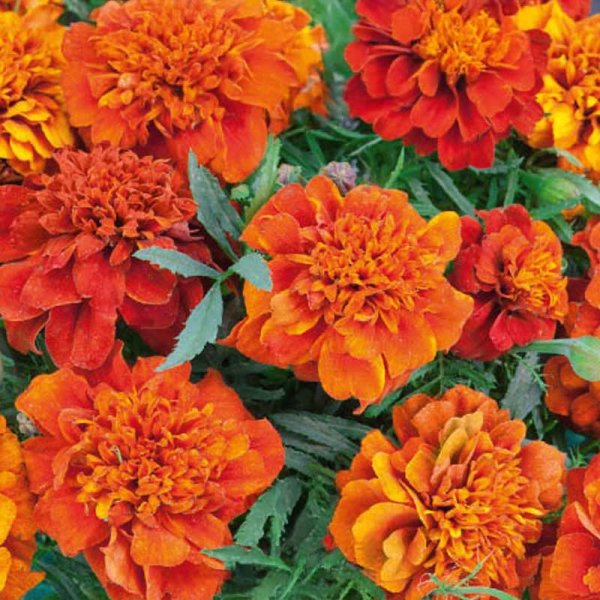 Tagetes 'Spanish Brocade'