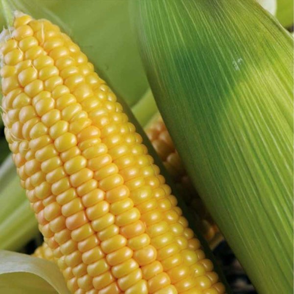 Mais 'Zlota Karlowa'