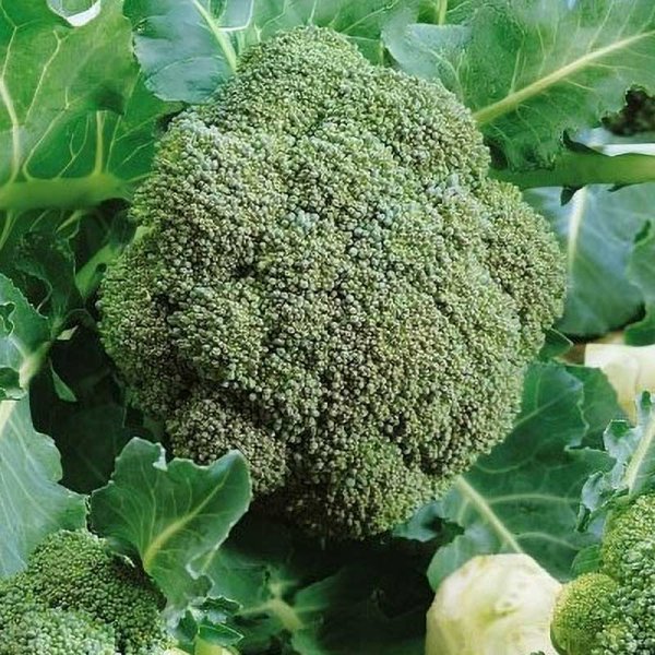 Brokkoli 'Bellstar' H