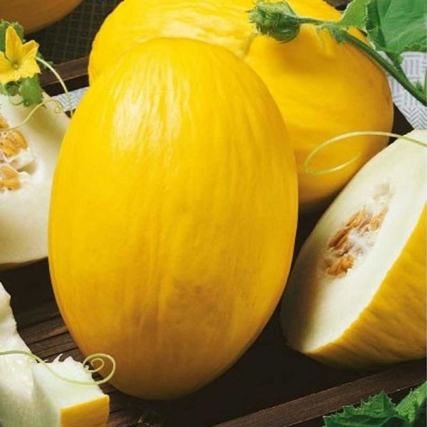 Melone 'Amarillo Canario'