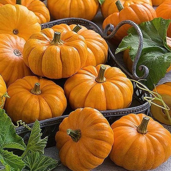 Zierkürbis 'Jack Be Little'