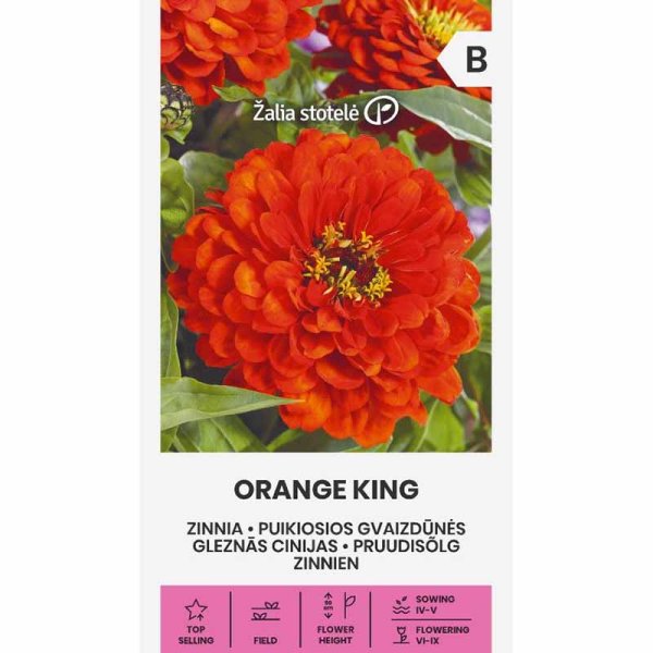 Zinnie 'Orange King'