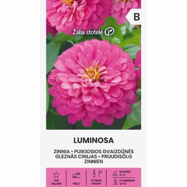 Zinnie 'Luminosa'