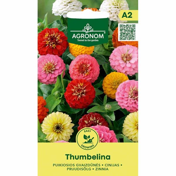 Zinnie 'Thumbelina'