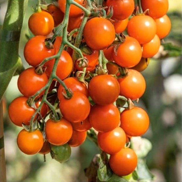 Tomate 'Honeycombe' H