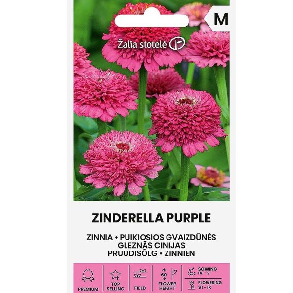 Zinnie 'Zinderella Purple'