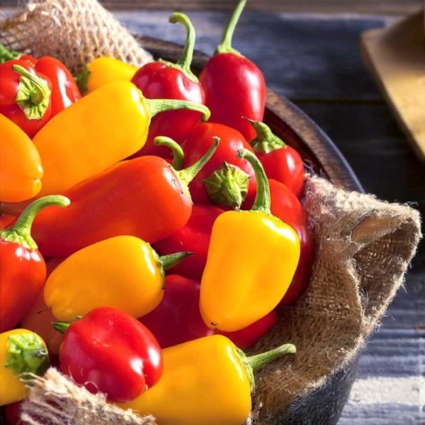 Paprika 'Yala & Rela'