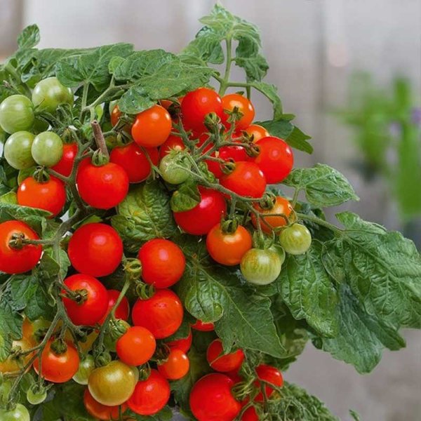 Tomate 'Veranda red' H