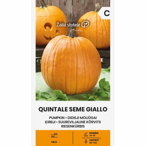 Kürbis 'Quintale Seme Giallo'