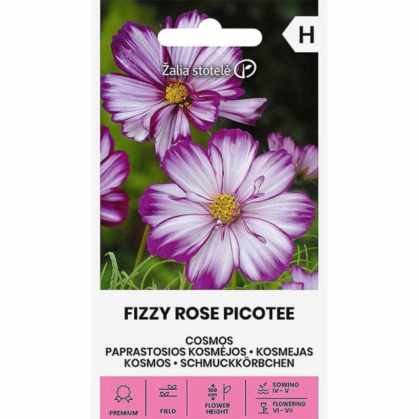 Cosmea 'Fizzy Rose Picotee'