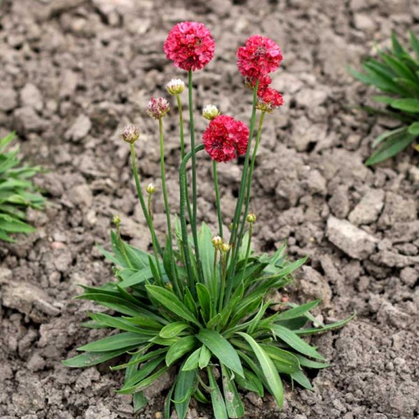 Franzosenrasen 'Ballerina Red'