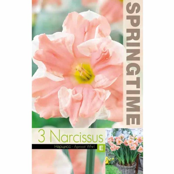 Gefüllte Narzisse 'Apricot Whirl'