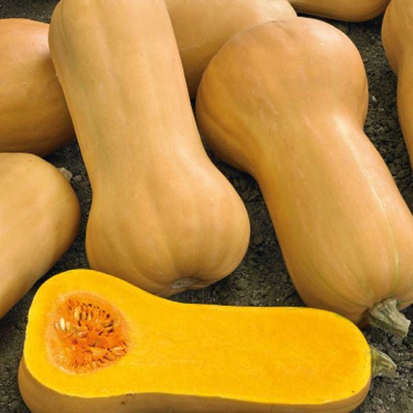 Moschuskürbis 'Waltham Butternut'