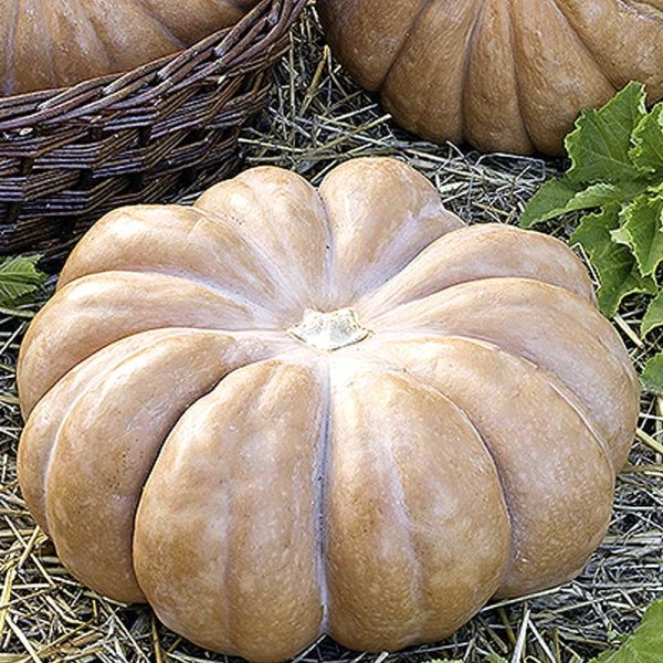 Moschuskürbis 'Muscade de Provence'