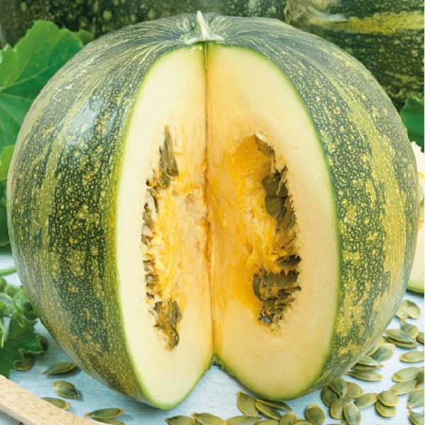 Zucchini 'Olga'