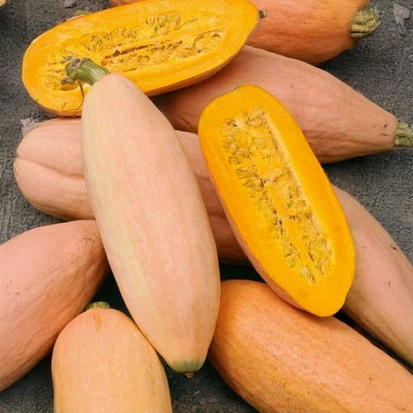 Riesenkürbis 'Pink banana jumbo'