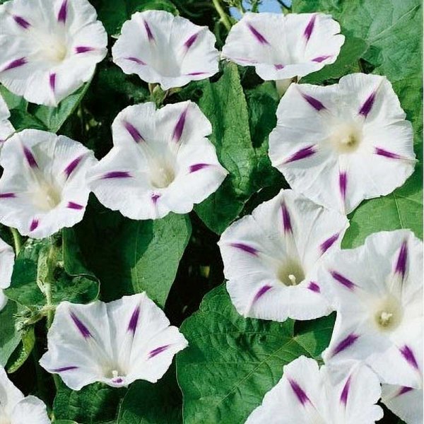 Prunkwinde 'Milky Way'