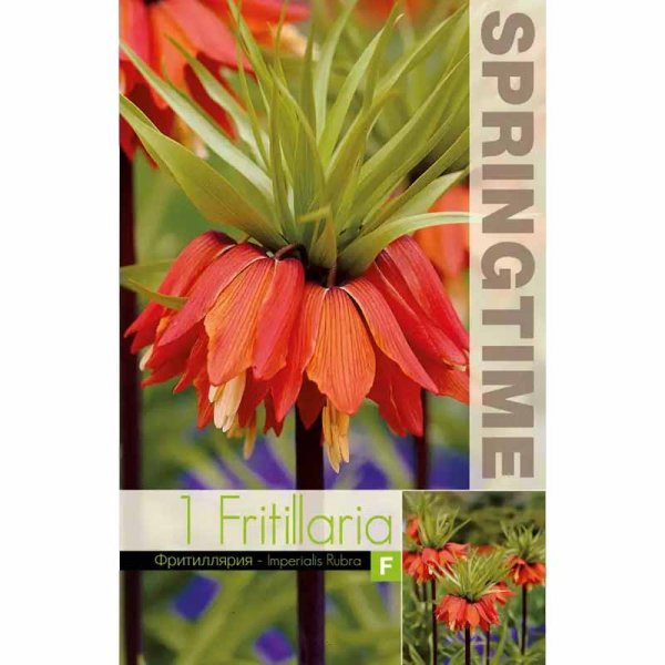 Rote Kaiserkrone 'Rubra'