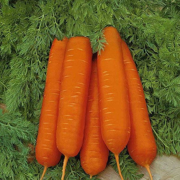 Carrot 'Galaxy'