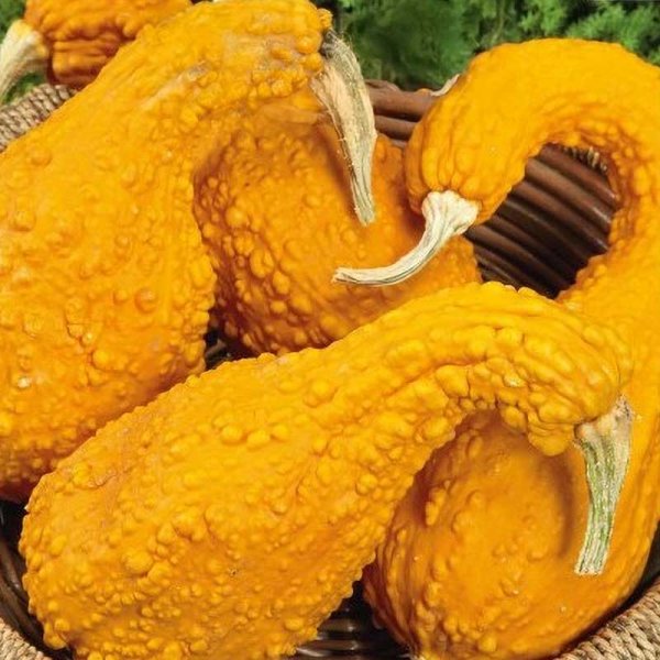 Kürbis 'GA GA GA' H