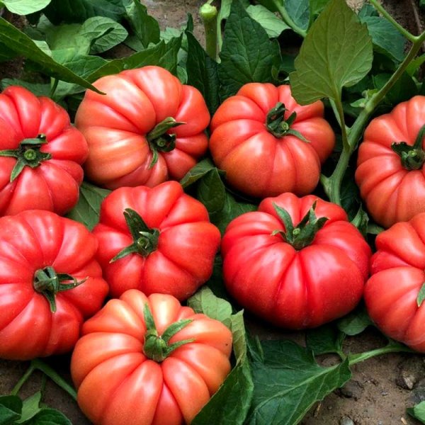 Tomate 'Cassarosa' H