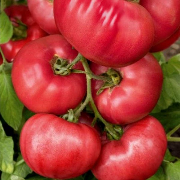 Tomate 'Perugino' H