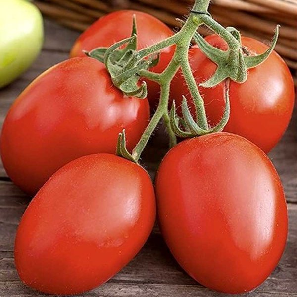 Tomate 'Zucchello' H