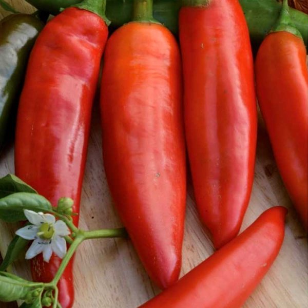 Chili 'Anaheim Chili'