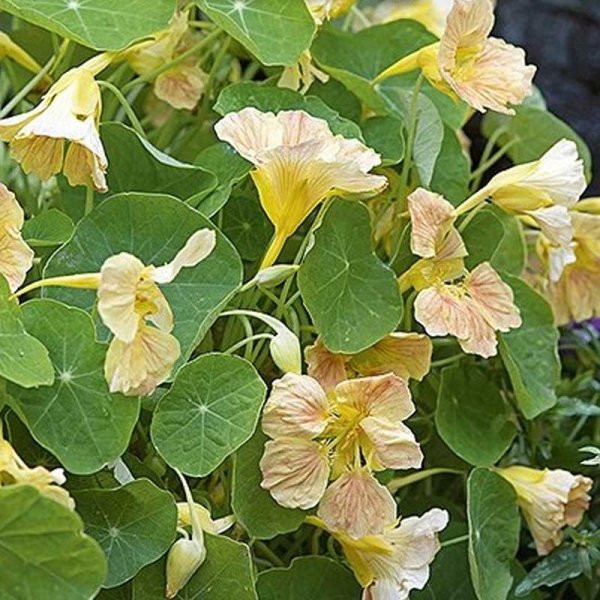 Kresse 'Tip Top Pink Blush'