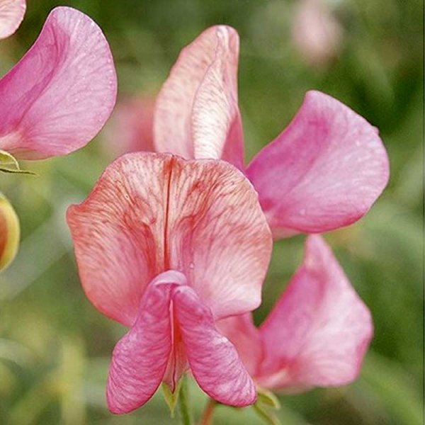 Duftwicke 'Old Spice Miss Willmot'