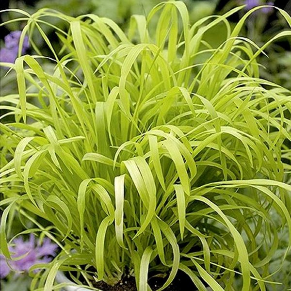 Hirsegras 'Aureum'