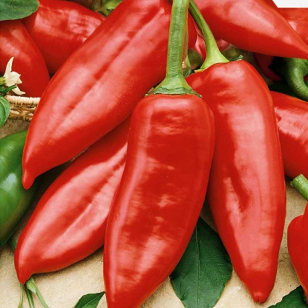 Chili Pepper 'Draky' H