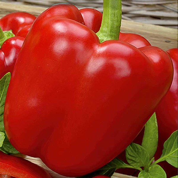 Paprika 'Bendigo' F1