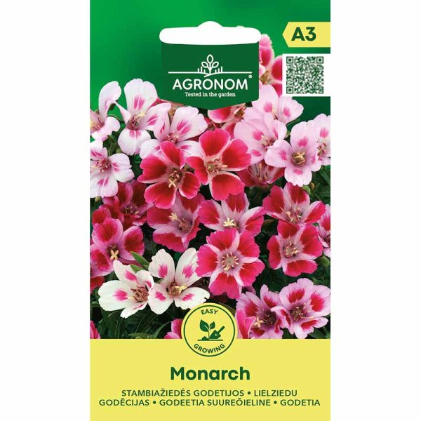 Sommerazalee 'Monarch'