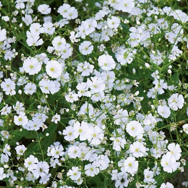 Schleierkraut 'Covent Garden Market'