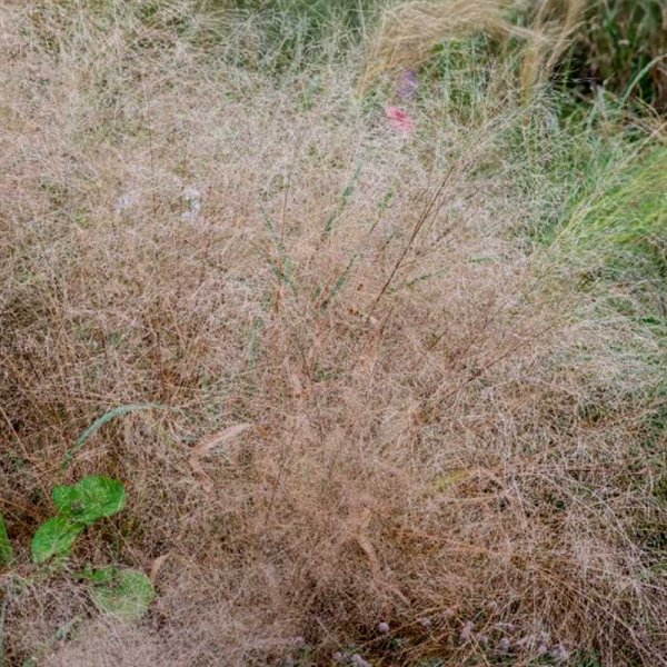 Zartes Liebesgras