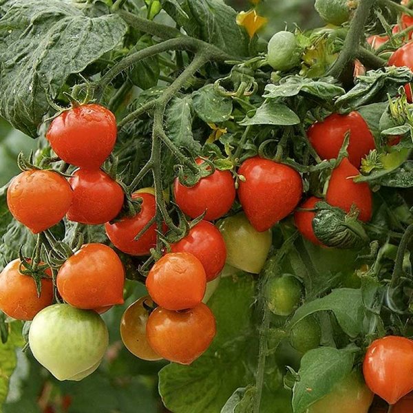 Tomate 'Sweet Valentines' H